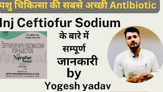 Inj xylofer |Ceftiofur sodium salt की सम्पूर्ण जानकारी ।Yogesh yadav