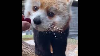 Red Panda Pet For Redpanda Lovers