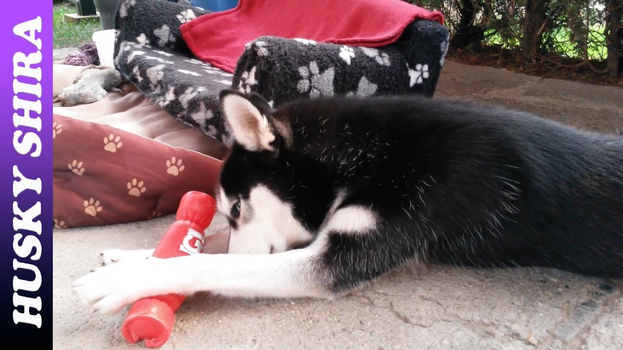 Do Huskies Ever Get Tired? YouTube