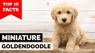 Mini Goldendoodle  Top 10 Facts