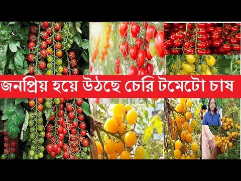 ভিডিও: Rugেউখেলান টমেটো জাত