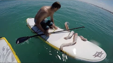 Giant Squid Attacks Surfboard!