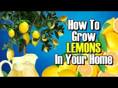 HOW TO GROW A LEMON TREE FROM SEED! WORKS EVERY TIME !