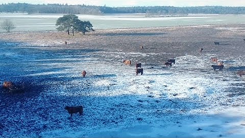 Beautiful Drents Friese Wold Nature Reserve in The Netherlands. #Amazingdutch #Netherlands