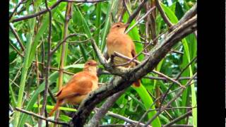 Video thumbnail of "MAJESTADE O SABIÁ - Jair Rodrigues (Partic. Chitãozinho e Xororó) Compositora Roberta Miranda."