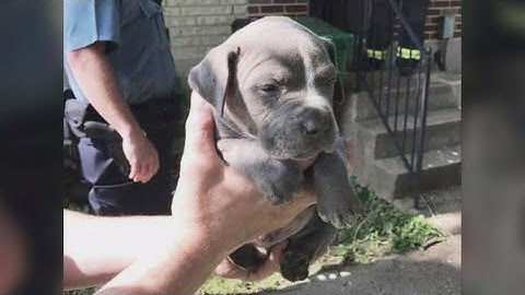 Firefighters rescue puppy stuck upside down in 20-foot drain pipe