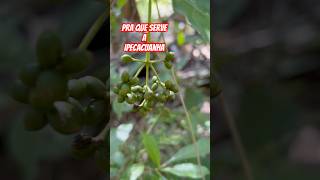 PRA QUE SERVE A Psychotria ipecacuanha (conhecida como ipeca, poaia.