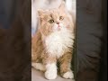 Purrfect #cat #memes