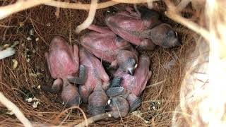 Java finch babies 2019 - Day 11