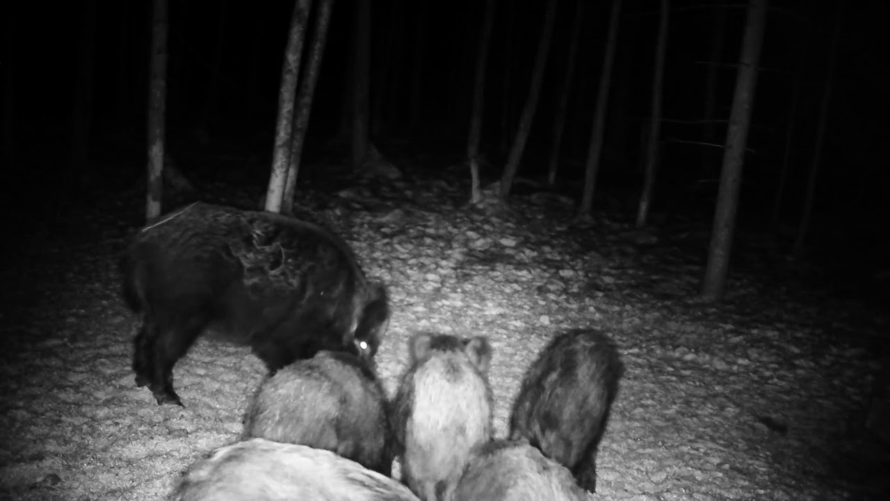 Фотоловушка Boly Guard SG520