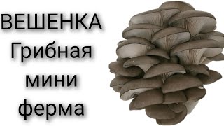 ВЕШЕНКА Грибная мини ферма обзор