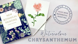 How to paint a watercolour chrysanthemum