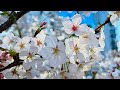 Japans cherry blossoms are in full bloom now  japan live streams 2024