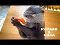 カワウソコタローとハナ　すんごい旨そうに魚貝を食べる　Otter Kotaro&Hana Thoroughly Enjoy Seafood