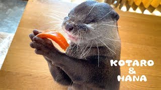Otter Kotaro&Hana Thoroughly Enjoy Seafood