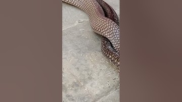 BREEDING KING COBRA #shorts #shortvideo #kingcobra #ularkingcobra #abyarchannel