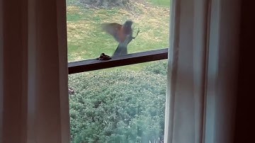 ROBIN BIRD SMASHES WINDOW!