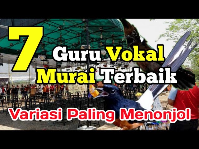 7 Jenis burung masteran murai batu terbaik class=