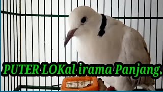 puter lokal irama panjang bikin syahdu.