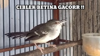 Ciblek betina gacor memanggil ciblek jantan, ciblek jantan bisu langsung bunyi