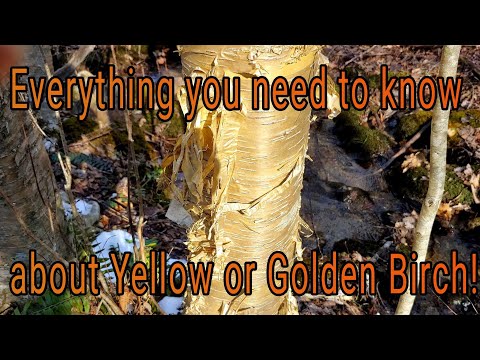 Vidéo: Sweet Birch Tree Facts: Utilisations et avantages du bouleau doux