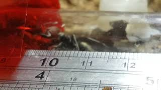 Camponotus Singularis introduction to new home