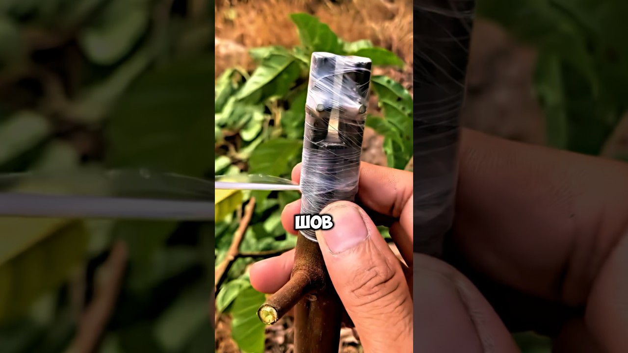 Этот метод прививания поразил мир💪 