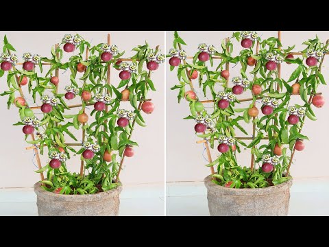 Technique of planting Passion Fruit trees | How to Grow Clean Passion Fruit Right At Home