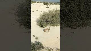 ثعلب الصحراء - الكويت - الحصني |  Desert Fox | Kuwait | Dji avata