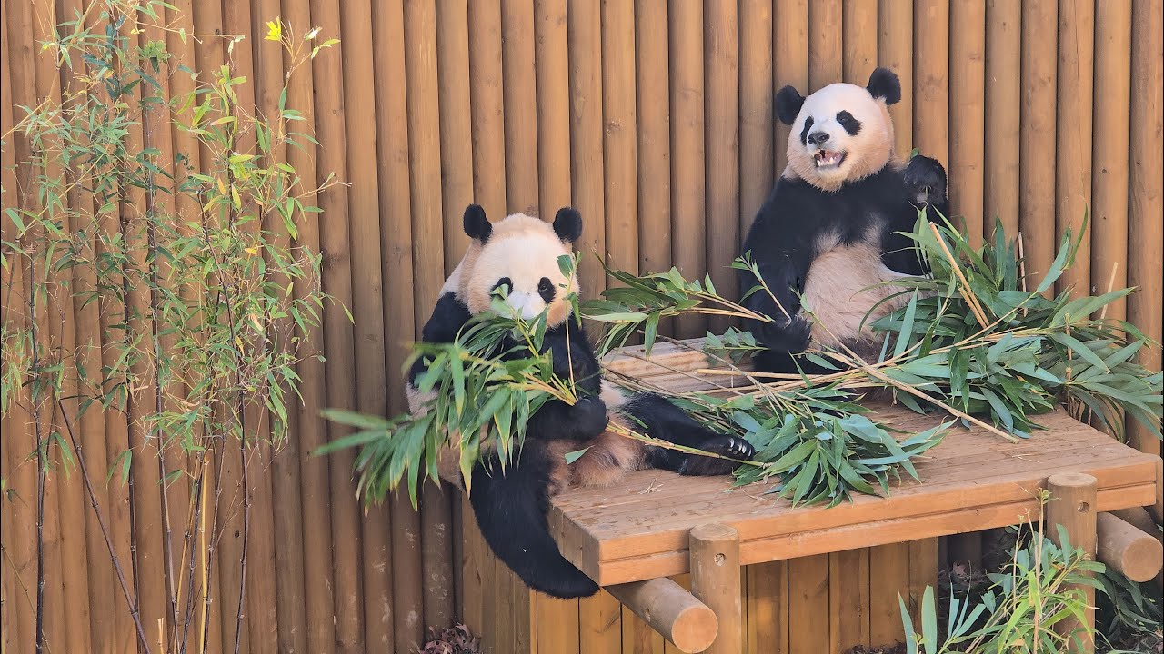 전할시 무편집, 루이후이의 월요일 아침 일상