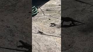 Lizard Pushups