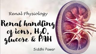 Renal handling of ions, water, glucose & PAH || Renal physiology || 1st year MBBS