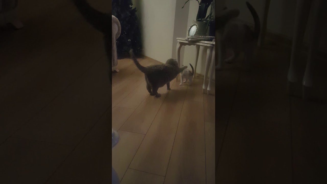 Orantısız güç (Evde iki kedi olursa) 🙄 YouTube