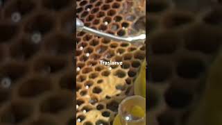 Traslarve para abejas reinas 🐝✅