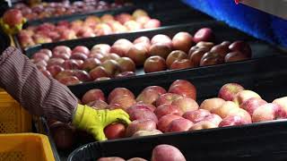 SNPSYSTEM - Apple Sorting 사과 선별 (영양/남영양 농협)
