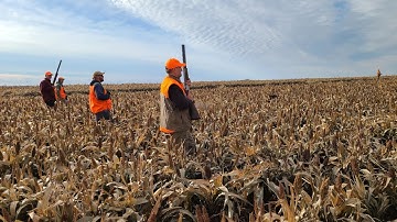 South Dakota pheasant hunting with Labs and Pudelpointers working together
