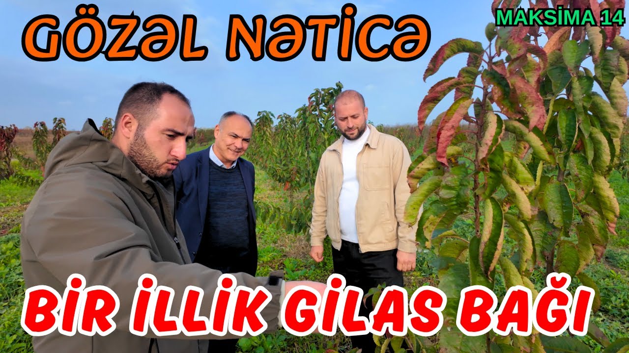 MAKSİMA 14 ÜZƏRİNDƏ 1-İLLİK GİLAS BAĞININ GÖSTƏRDİYİ GÖZƏL NƏTİCƏ