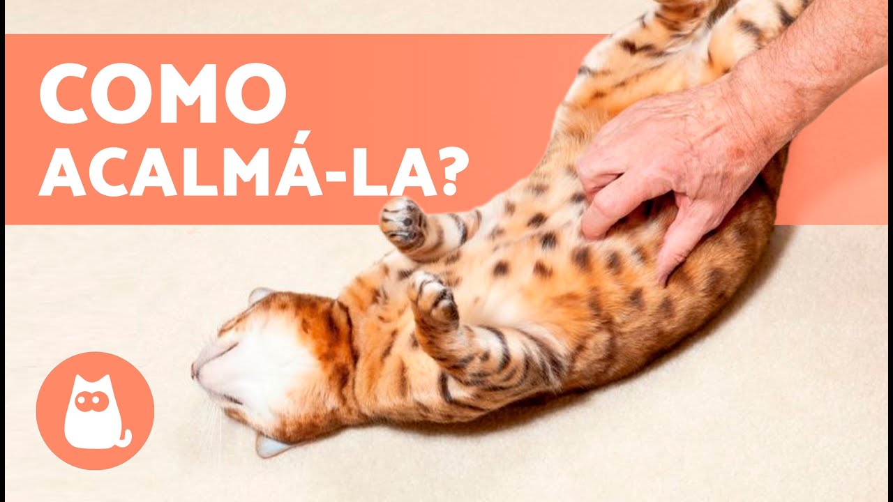 Como ACALMAR uma GATA no CIO 🐱 Pode CASTRAR GATA no CIO? - YouTube