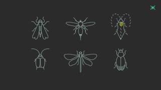 Bugz (2015)