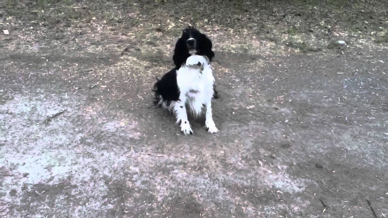 My Dog Getting Crushed By Boulder YouTube