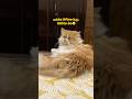 😂🐾#cat #morningcat #sleepyhuman #funnyvideo #catmoments #viralshorts #youtubeshorts #fyp #trending
