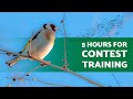 Goldfinch Singing for TRAINING (5 Hours) 5 Hours for Contest SINGING