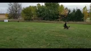 Jackdaw de Rossi - IGP2 Obedience - 72 Points