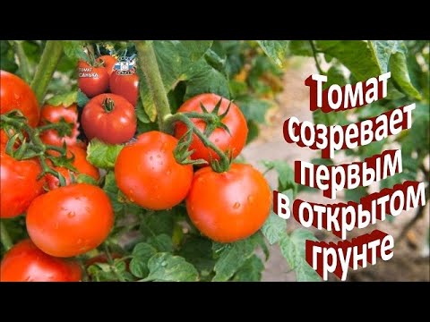 Wideo: Tomato Sanka - plon i charakterystyka odmiany