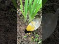 Fertilize the vegetables in the garden - hoping for a good harvest