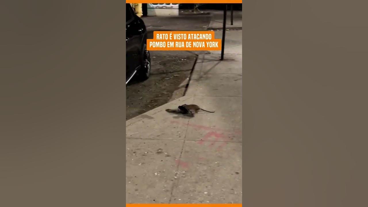 Nova York rato gigante é visto em loja 