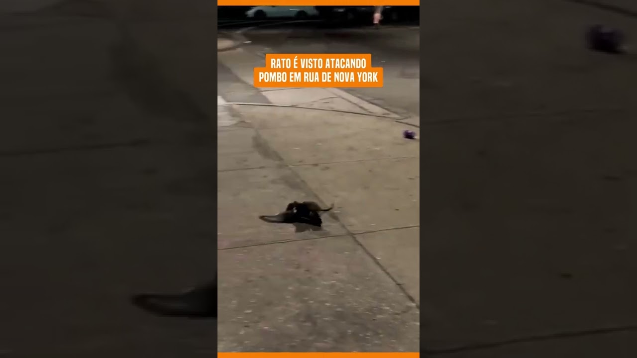 Rato gigante ataca pomba e homem intervém com golpe devastador - Fotos - R7  Hora 7
