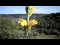 Los secretos de las plantas de la Alcarria.