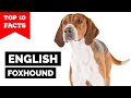 English Foxhound - Top 10 Facts の動画、YouTube動画。