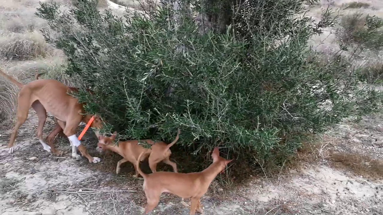 Podencos Canarios De La Sierra